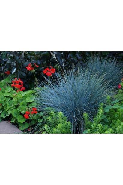 Festuca glauca/cinerea Intense Blue